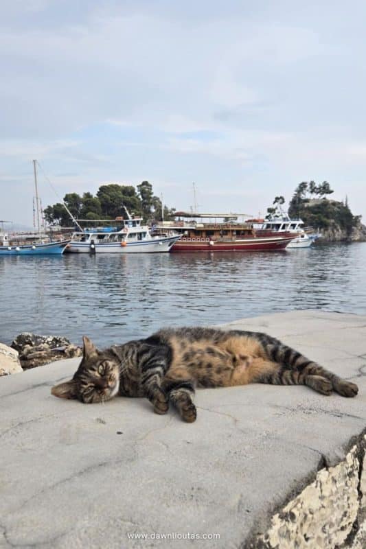 Cat resting by the waterfront in Parga Greece with boats and coastal view