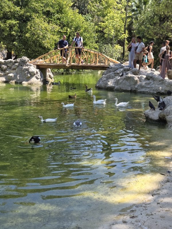 Pond with ducks, a bridge, and greenery inside the National Gardens in Athens, Greece