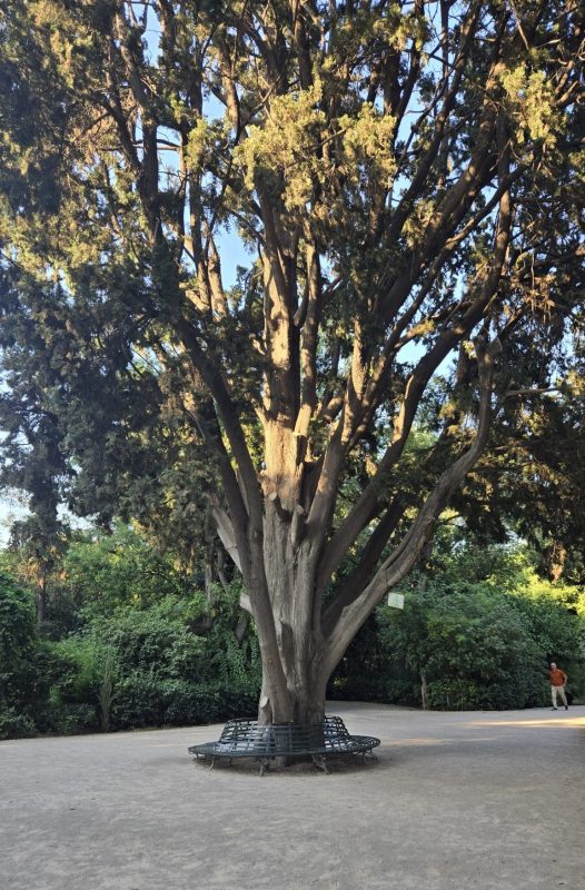 Large tree and shaded walking path inside the National Gardens in Athens, Greece